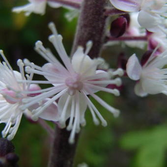 Actaea simplex 'James Compton'