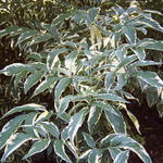 Sambucus nigra 'Albovariegata' - Witbonte vlierstruik