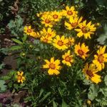 Coreopsis grandiflora 'Heliot' - Meisjesogen