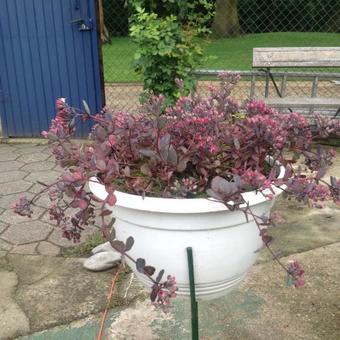 Sedum 'Bertram Anderson'