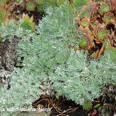 Alsem - Artemisia schmidtiana 'Nana'