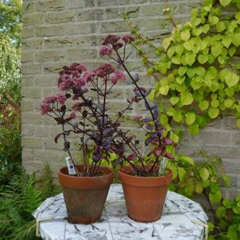 Sedum telephium 'Chocolate'