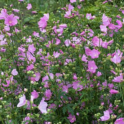 Kaasjeskruid - Malva alcea 'Fastigiata'