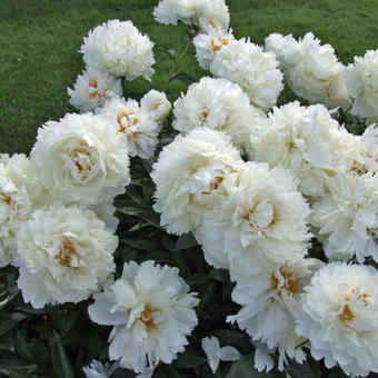 Paeonia lactiflora 'Bowl of Cream'