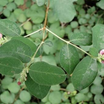 Symphoricarpos albus