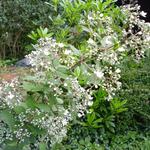 Deutzia setchuenensis var. corymbiflora - Bruidsbloem