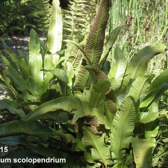 Asplenium scolopendrium