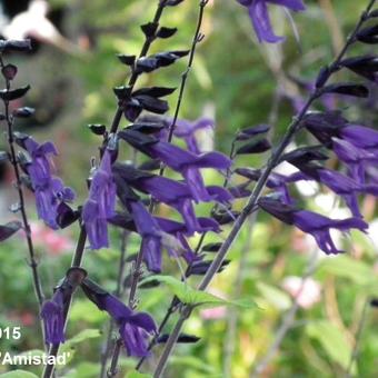 Salvia 'Amistad'