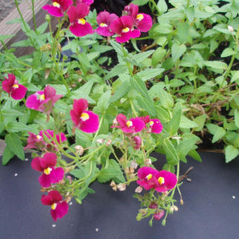 Nemesia 'NUVO Carmine'