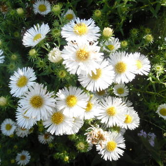 Aster novae-angliae 'Herbstschnee'