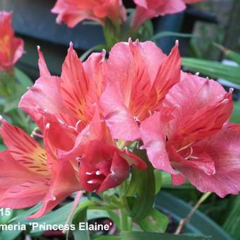 Alstroemeria 'PRINCESS Elaine'