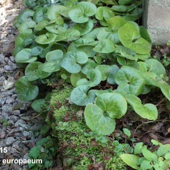 Asarum europaeum