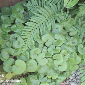 Asarum europaeum