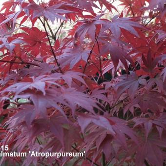 Acer palmatum 'Atropurpureum'