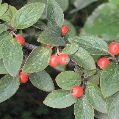 Dwergmispel - Cotoneaster franchetii