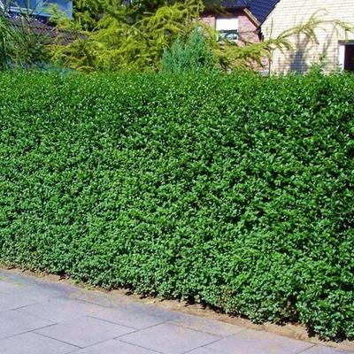 Liguster - Ligustrum vulgare 'Atrovirens'