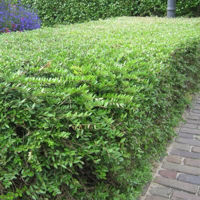 Liguster - Ligustrum vulgare 'Lodense' 