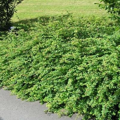 Symphoricarpos chenaultii 'Hancock' - Sneeuwbes