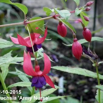 Fuchsia 'Army Nurse'