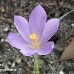 Crocus nudiflorus - Herfstkrokus