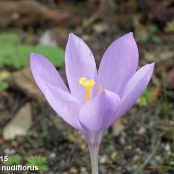 Crocus nudiflorus