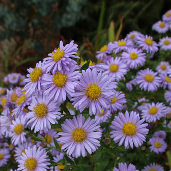 Aster novi-belgii