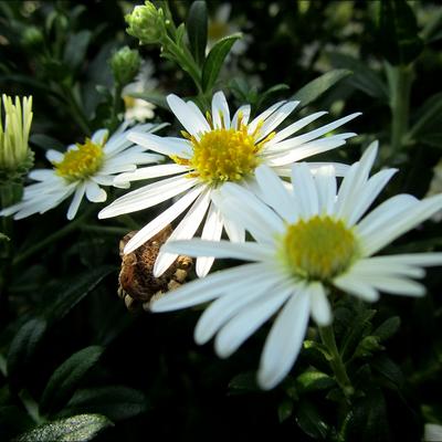 Aster - Aster ageratoides 'Ashvi'