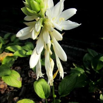 Hosta 'Royal Standard'