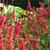 Persicaria amplexicaulis 'Speciosa'