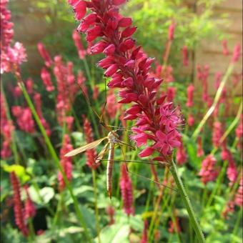 Persicaria amplexicaulis 'Speciosa'