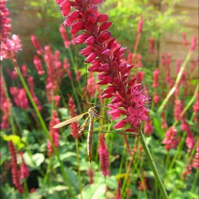 Duizendknoop - Persicaria amplexicaulis 'Speciosa'