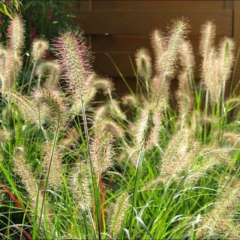 Pennisetum alopecuroides 'Hameln'