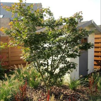 Acer palmatum 'Osakazuki'