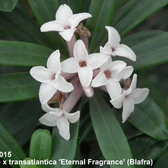 Daphne x transatlantica 'Eternal Fragrance'