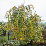 Cercidiphyllum japonicum 'Pendulum' - Katsuraboom