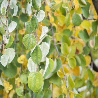 Cercidiphyllum japonicum 'Pendulum'