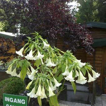 Brugmansia