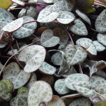 Ceropegia woodii