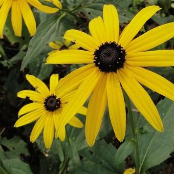 Rudbeckia fulgida var. sullivantii 'Goldsturm'