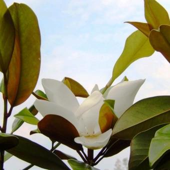 Magnolia grandiflora