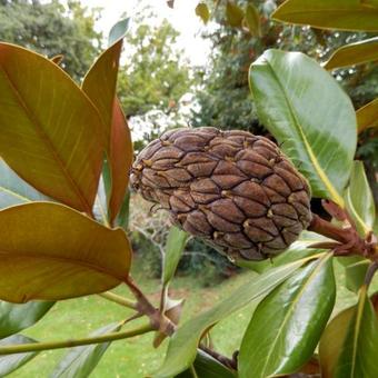 Magnolia grandiflora