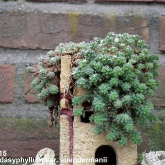 Sedum dasyphyllum subsp. granatense