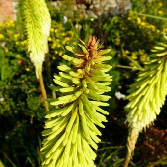 Kniphofia 'Green Jade'