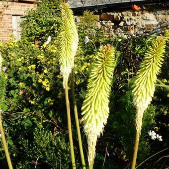 Kniphofia 'Green Jade'