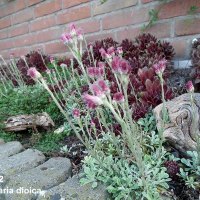 Antennaria dioica - Rozenkransje