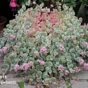 Sedum sieboldii