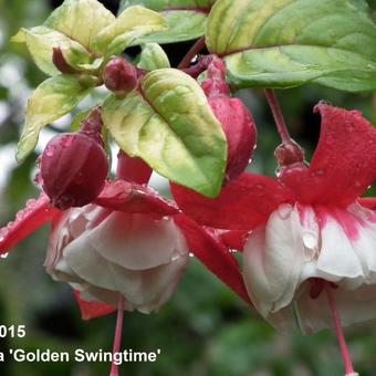 Fuchsia 'Golden Swingtime'