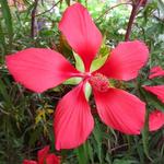 Hibiscus coccineus - Moerashibiscus