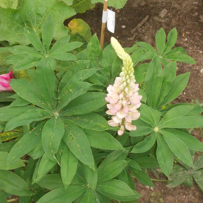 Lupine - Lupinus 'GALLERY Pink'