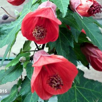 Abutilon